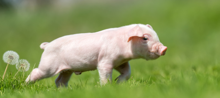 Sector Porcino bienestar animal
