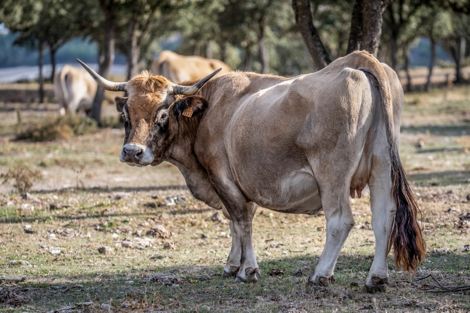 vaca ganadería monte san Cristobal