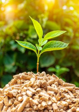 Sostenibilidad de Biomasa y derivados para uso energético
