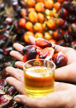 RSPO Sello de calidad para los productos relacionados con el aceite de palma