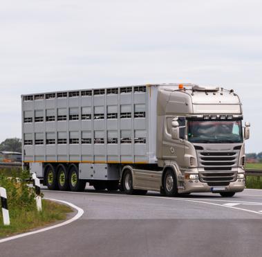 Transporte de animales en carretera wow